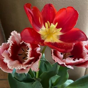 Meet your Posher, Dalia